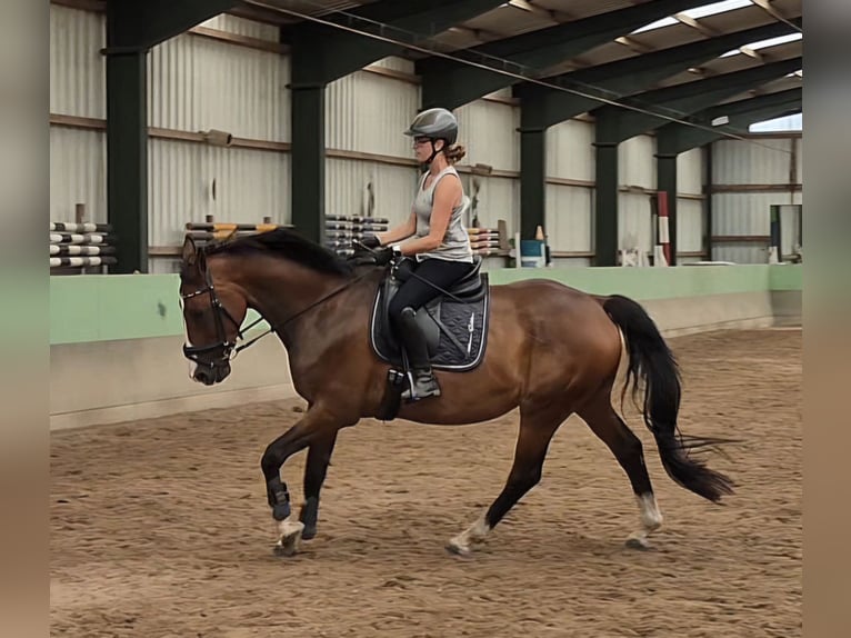 KWPN Ruin 10 Jaar 170 cm Bruin in Leer (Ostfriesland)