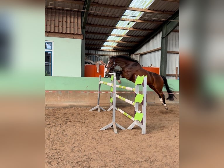 KWPN Ruin 10 Jaar 170 cm Bruin in Leer (Ostfriesland)