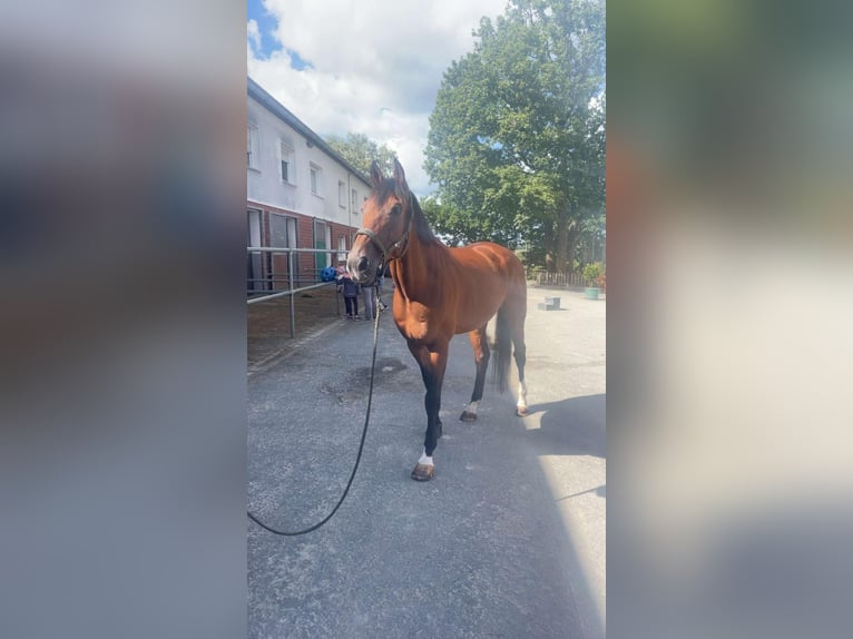 KWPN Ruin 10 Jaar 170 cm Bruin in Freudenberg