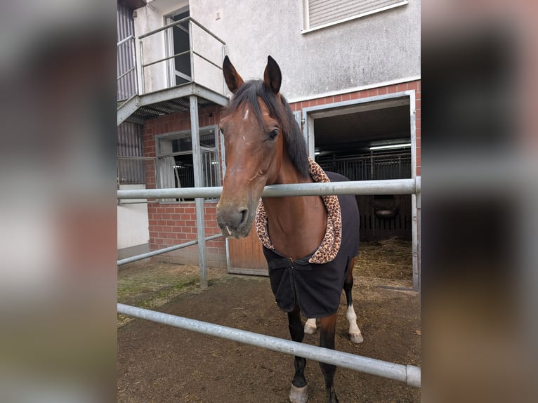 KWPN Ruin 10 Jaar 170 cm Bruin in Freudenberg