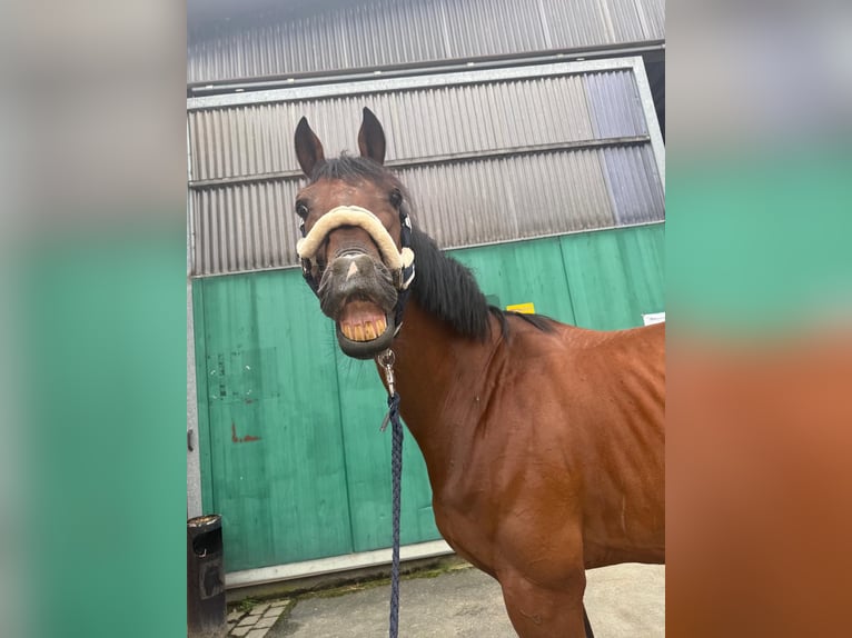 KWPN Ruin 10 Jaar 170 cm Bruin in Freudenberg