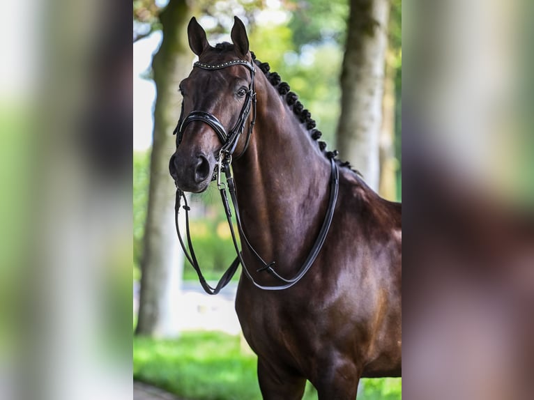 KWPN Ruin 10 Jaar 170 cm Donkerbruin in Ede