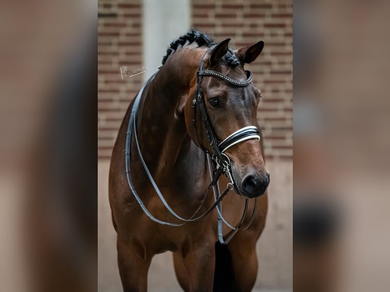 KWPN Ruin 10 Jaar 170 cm Donkerbruin in Goch