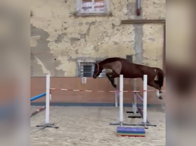 KWPN Ruin 10 Jaar 170 cm Vos in Waltersdorf an der March