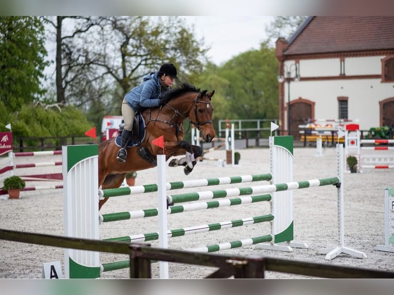 KWPN Ruin 10 Jaar 171 cm Roodbruin in Paruszka