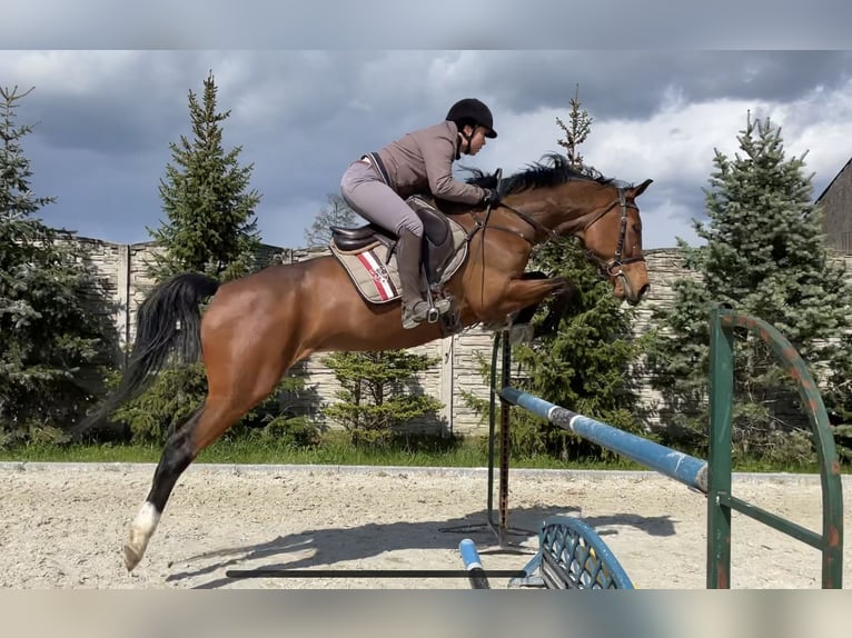 KWPN Ruin 10 Jaar 171 cm Roodbruin in Paruszka