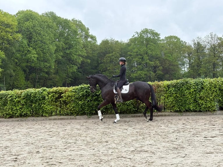 KWPN Ruin 10 Jaar 172 cm Zwart in Enschede
