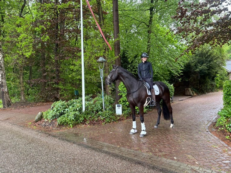KWPN Ruin 10 Jaar 172 cm Zwart in Enschede