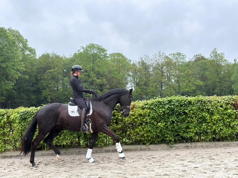 KWPN Ruin 10 Jaar 172 cm Zwart in Enschede