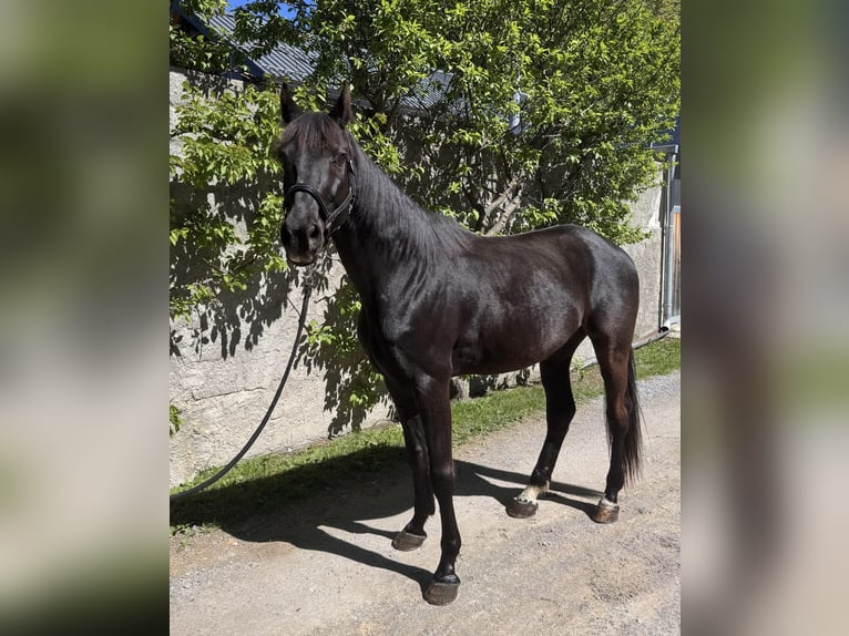 KWPN Ruin 10 Jaar 172 cm Zwart in Amlach