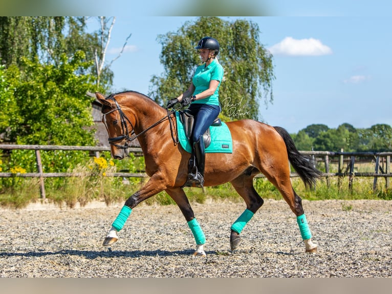 KWPN Ruin 10 Jaar 173 cm Bruin in Uden