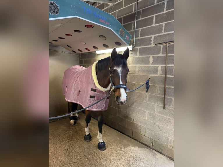 KWPN Ruin 10 Jaar 173 cm Bruin in Boulaide
