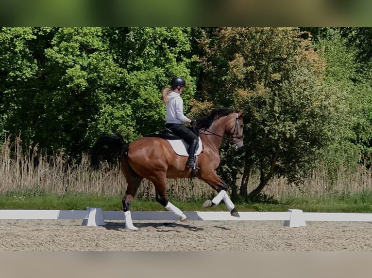 KWPN Ruin 10 Jaar 173 cm Donkerbruin in Bree