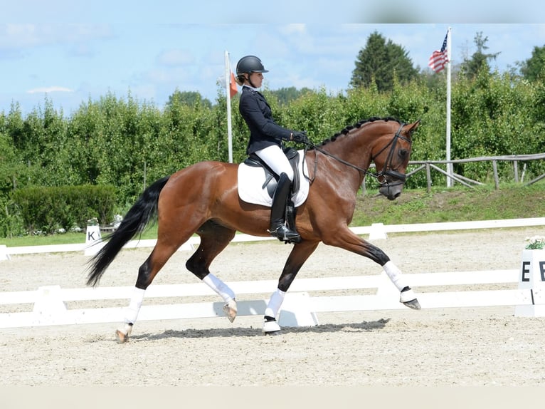 KWPN Ruin 10 Jaar 174 cm Bruin in Zonhoven