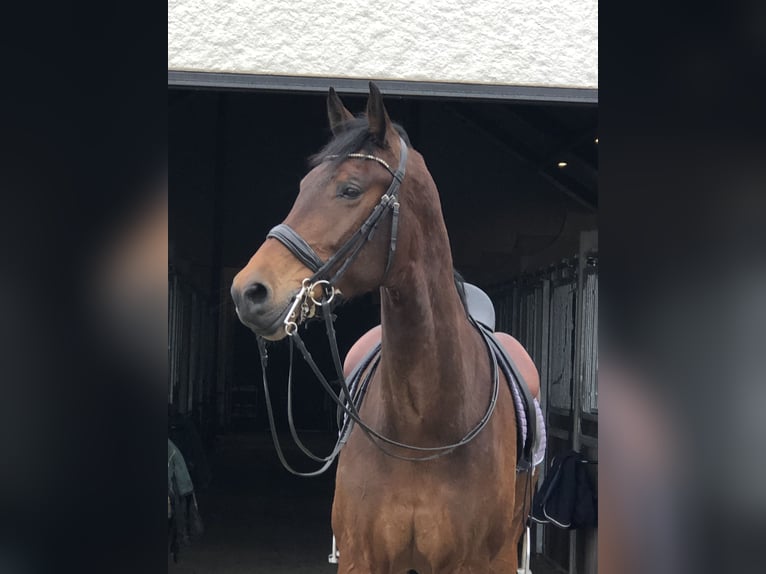 KWPN Ruin 10 Jaar 174 cm Donkerbruin in Bree