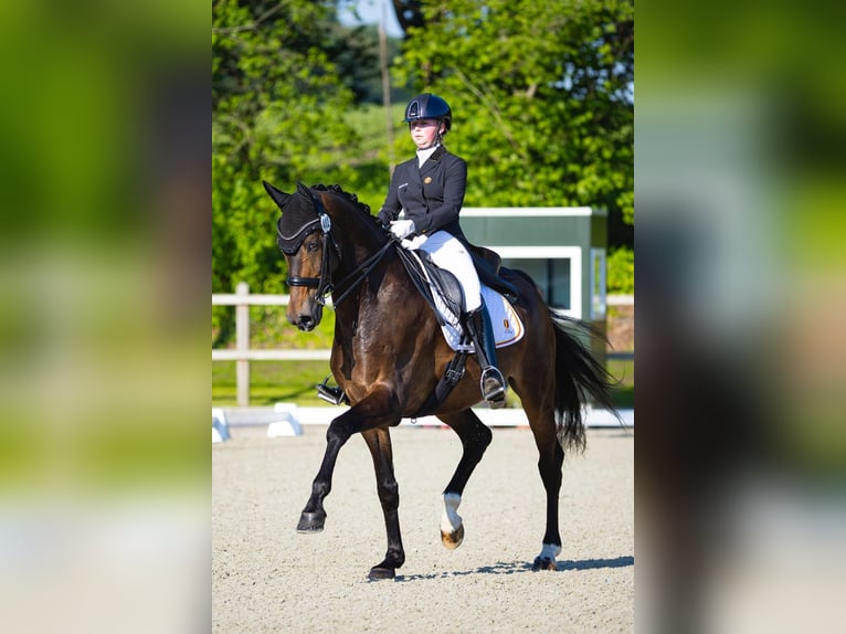 KWPN Ruin 10 Jaar 174 cm Donkerbruin in Moerbeke-Waas