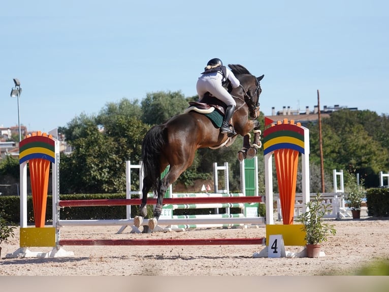 KWPN Ruin 10 Jaar 175 cm Bruin in El Catllar