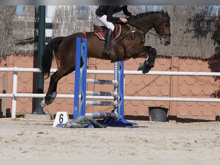 KWPN Ruin 10 Jaar 175 cm Bruin in El Catllar