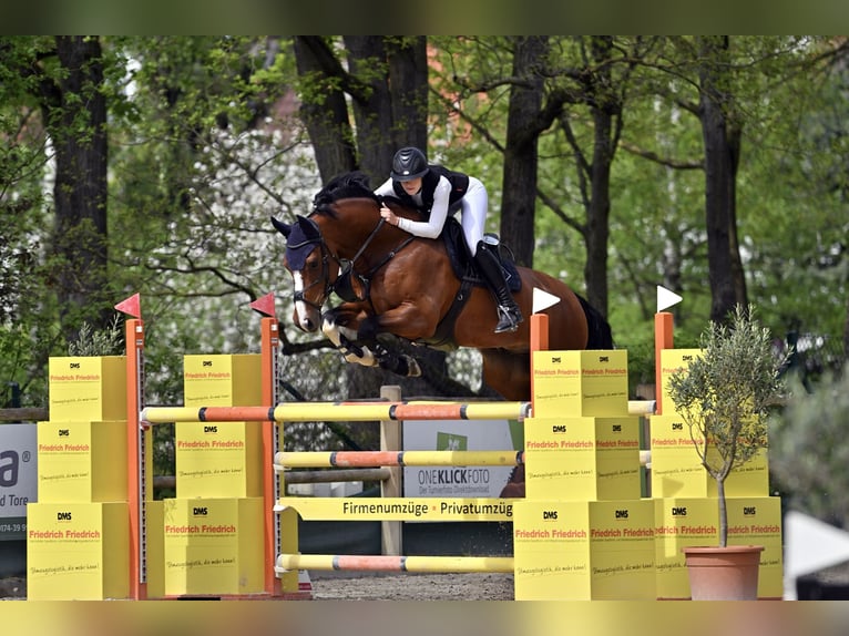 KWPN Ruin 10 Jaar 175 cm Bruin in Friedberg