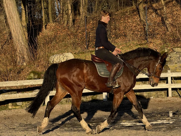 KWPN Ruin 10 Jaar 175 cm Donkerbruin in Bolesławiec