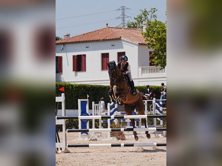 KWPN Ruin 10 Jaar 175 cm Donkere-vos in Torredembarra