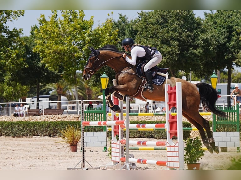 KWPN Ruin 10 Jaar 175 cm Donkere-vos in Torredembarra