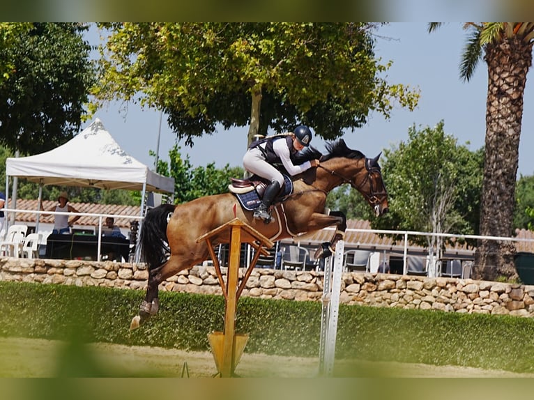 KWPN Ruin 10 Jaar 175 cm Donkere-vos in Torredembarra