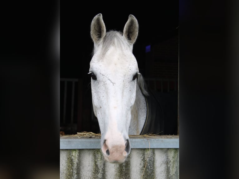 KWPN Ruin 10 Jaar 175 cm Schimmel in Garding