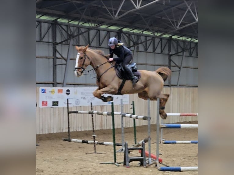 KWPN Ruin 10 Jaar 175 cm Vos in Wysogotowo