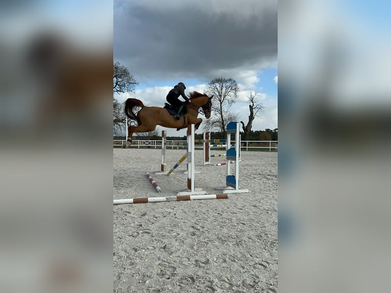 KWPN Ruin 10 Jaar 175 cm Vos in Wysogotowo