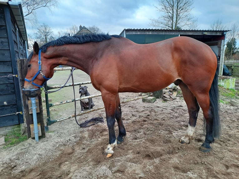 KWPN Ruin 10 Jaar 178 cm Bruin in Veenendaal