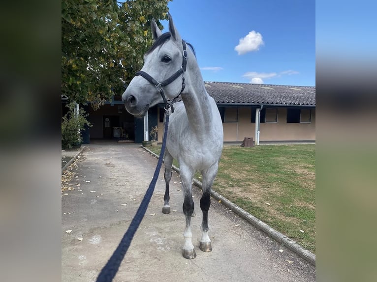 KWPN Ruin 10 Jaar 179 cm Schimmel in Béligneux