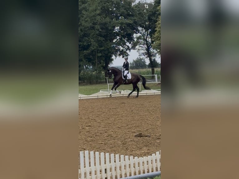 KWPN Ruin 10 Jaar 181 cm Zwart in Ausleben