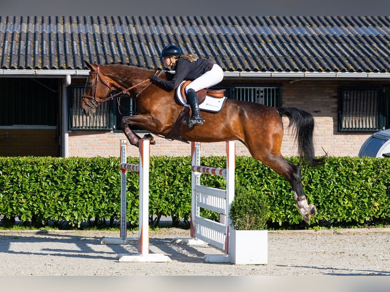 KWPN Ruin 10 Jaar 182 cm Donkerbruin in Waddinxveen