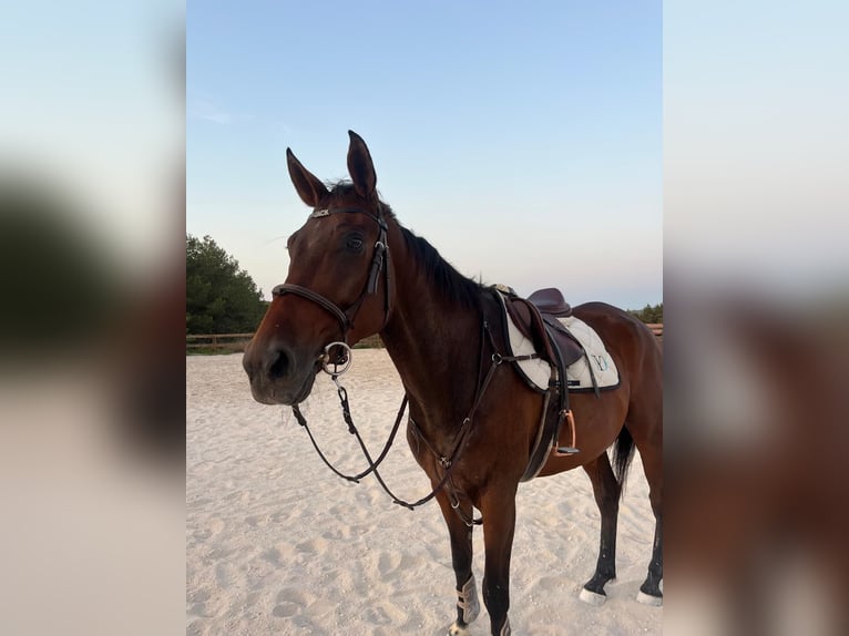 KWPN Ruin 10 Jaar 183 cm Bruin in Eivissa