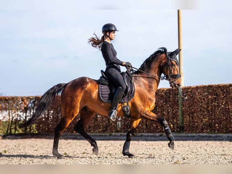 KWPN Ruin 11 Jaar 157 cm Bruin in Nieuwkuijk