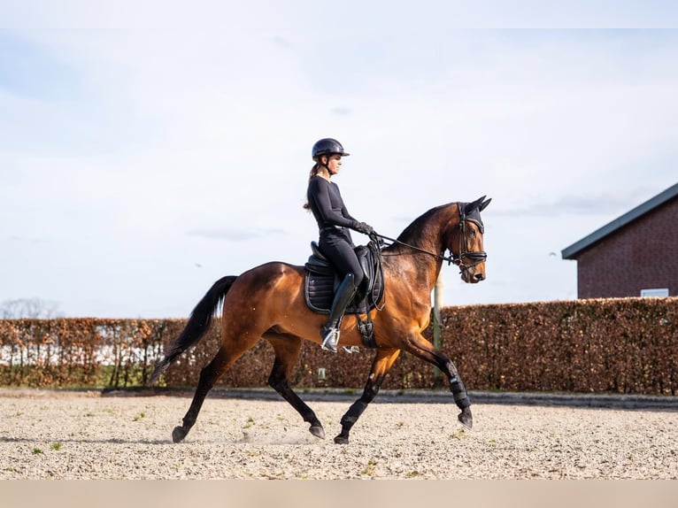 KWPN Ruin 11 Jaar 157 cm Bruin in Nieuwkuijk