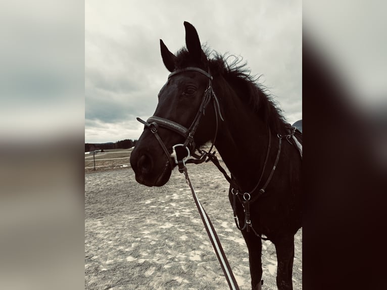 KWPN Ruin 11 Jaar 157 cm Zwart in Wessobrunn