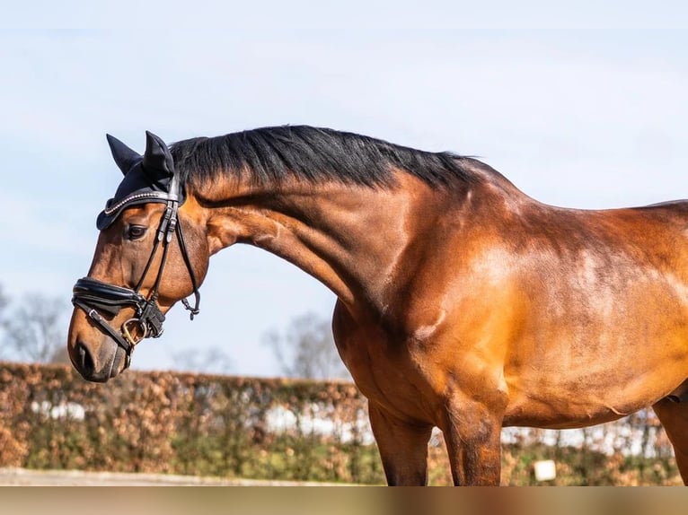 KWPN Ruin 11 Jaar 159 cm Bruin in Nieuwkuijk