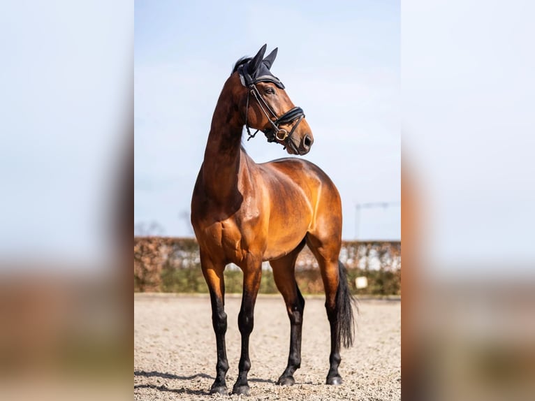 KWPN Ruin 11 Jaar 159 cm Bruin in Nieuwkuijk