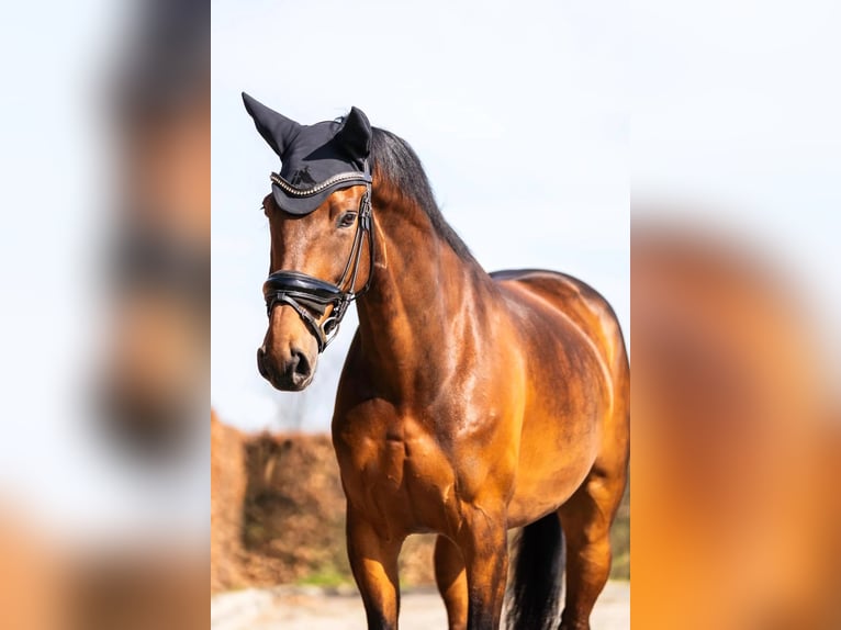 KWPN Ruin 11 Jaar 159 cm Bruin in Nieuwkuijk