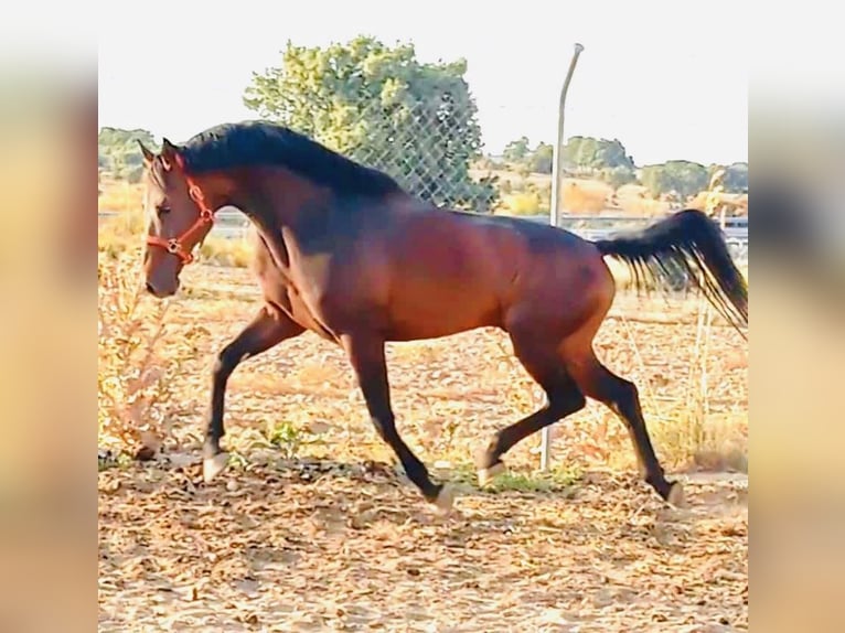 KWPN Ruin 11 Jaar 163 cm Bruin in Madrid