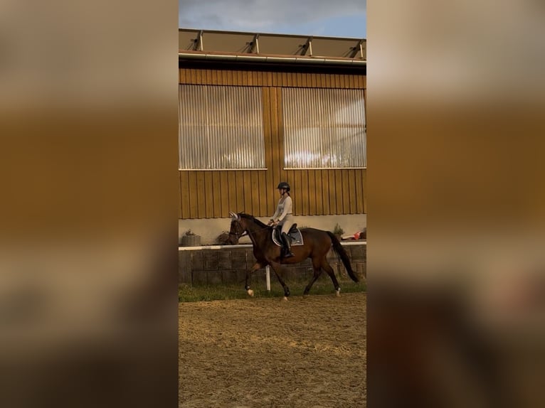 KWPN Ruin 11 Jaar 163 cm Donkerbruin in Haßmersheim