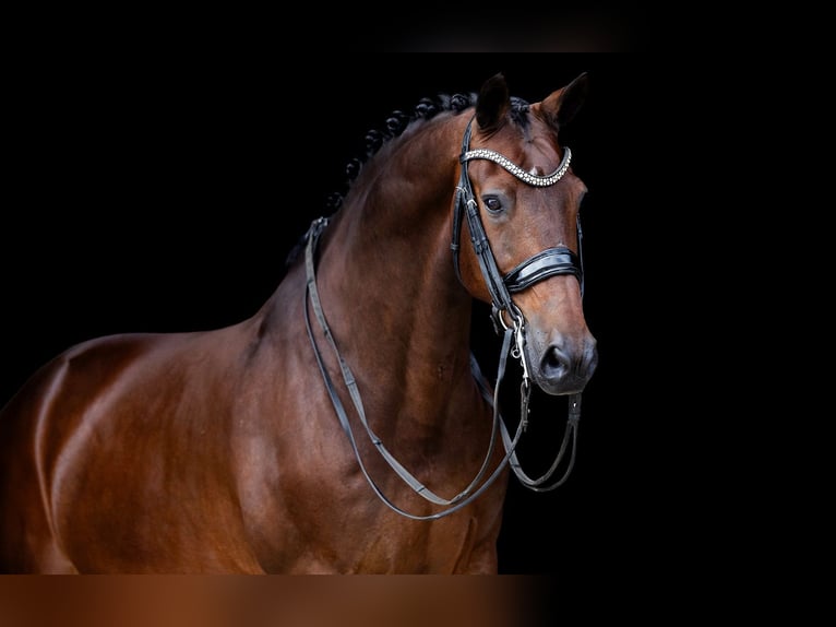 KWPN Ruin 11 Jaar 164 cm Bruin in Kwadijk