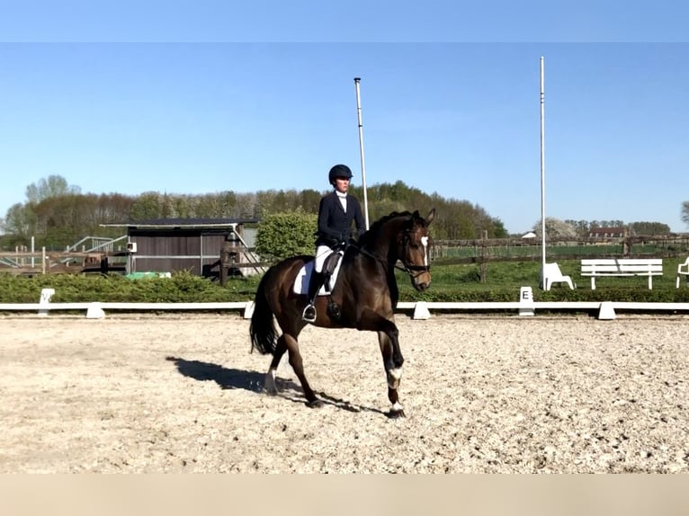 KWPN Ruin 11 Jaar 164 cm Bruin in Pepingen