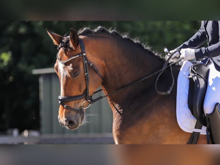 KWPN Ruin 11 Jaar 164 cm Bruin in Pepingen