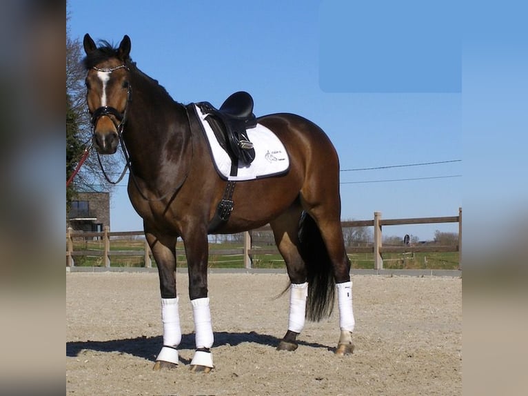 KWPN Ruin 11 Jaar 164 cm Bruin in Pepingen