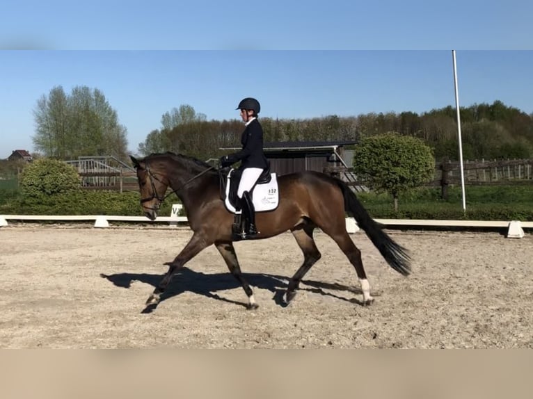 KWPN Ruin 11 Jaar 164 cm Bruin in Pepingen