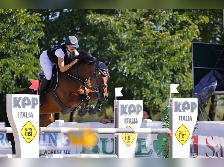 KWPN Ruin 11 Jaar 164 cm Bruin in Wiesen