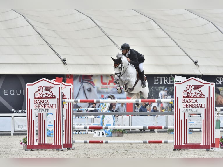 KWPN Ruin 11 Jaar 164 cm Schimmel in Como